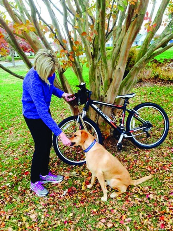 Expert Home Dog Training: Personalized Sessions for Your Furry Friend