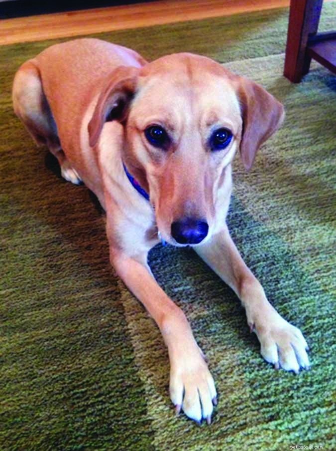 Expert Home Dog Training: Personalized Sessions for Your Furry Friend