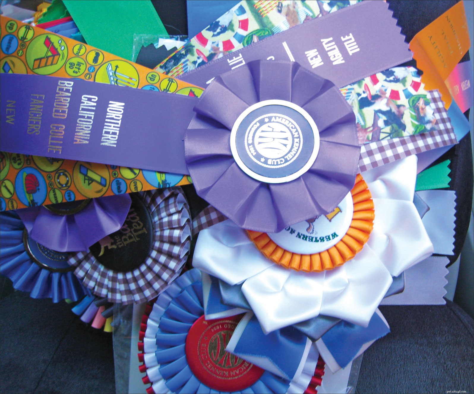 Dog Certifications & Titles Explained: What They Mean and How to Earn Them