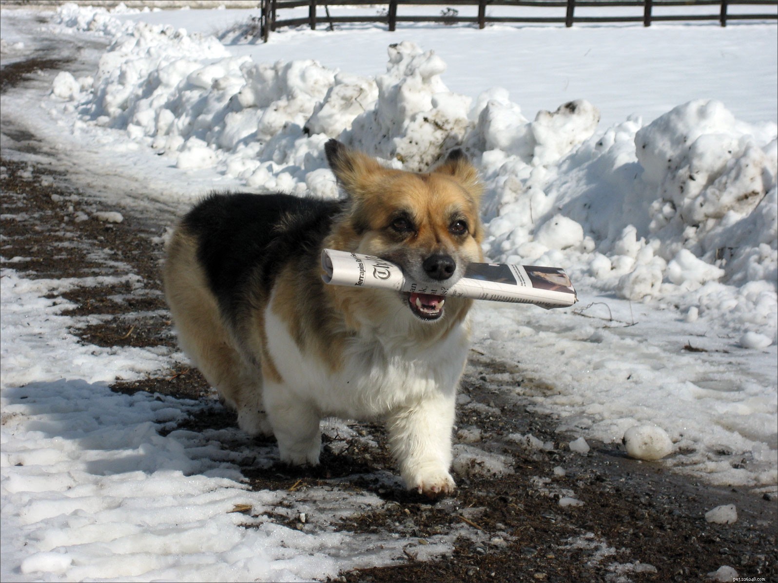 Train Your Dog to Assist with Everyday Household Tasks