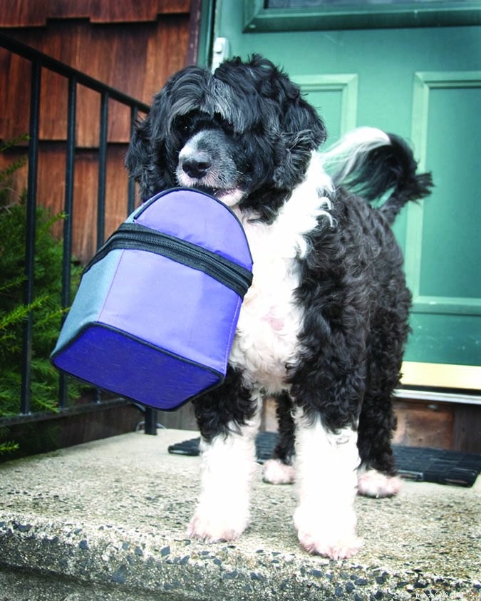Train Your Dog to Assist with Everyday Household Tasks