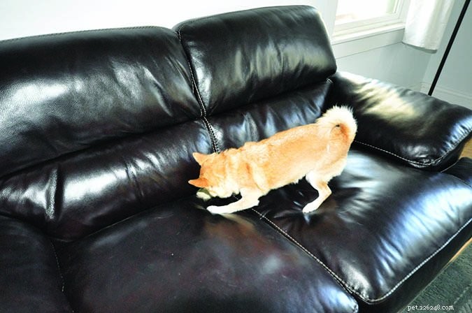 Train Your Dog to Assist with Everyday Household Tasks