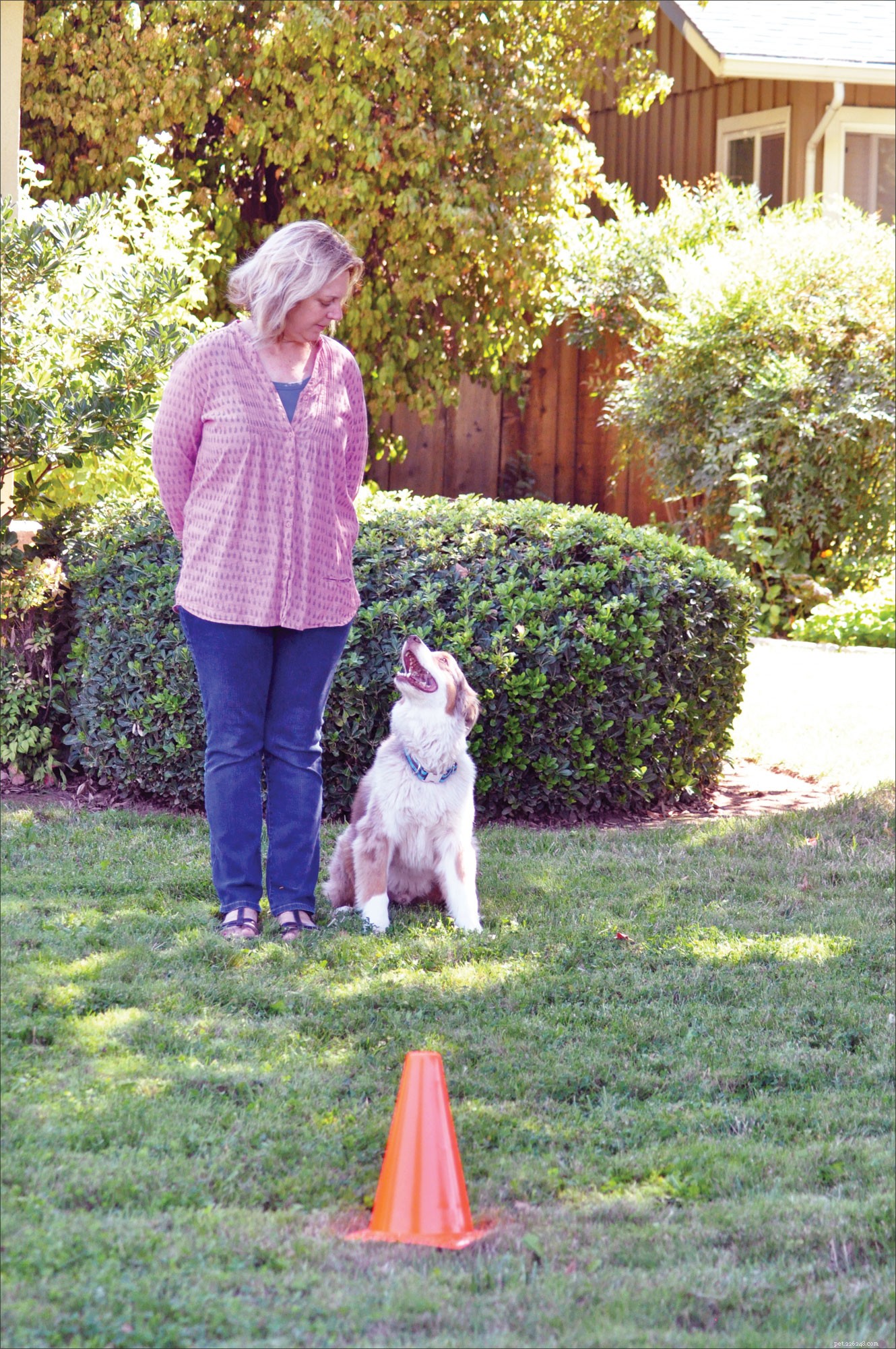 Master Dog Training: Harnessing the Power of Imitation