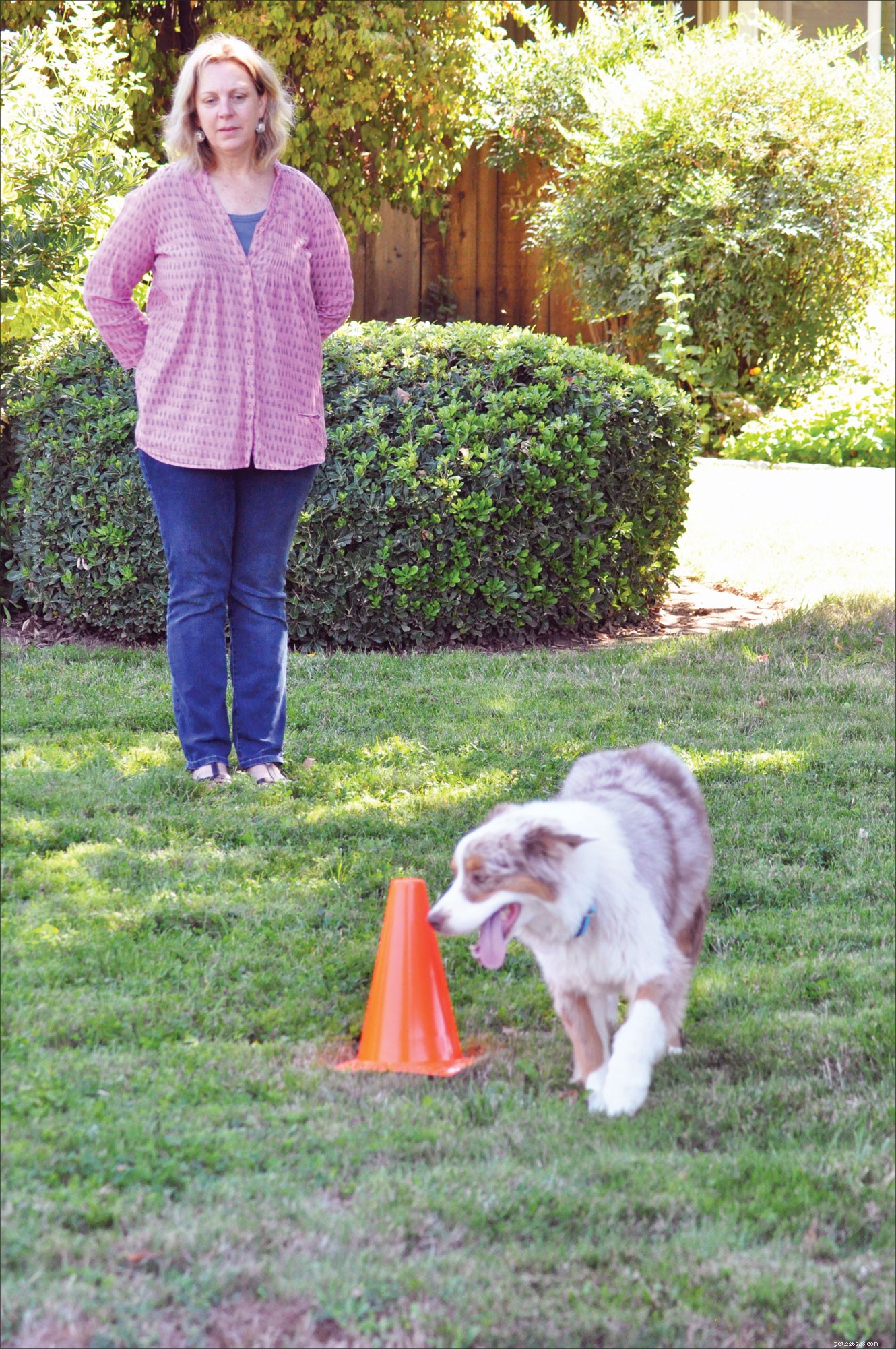 Master Dog Training: Harnessing the Power of Imitation