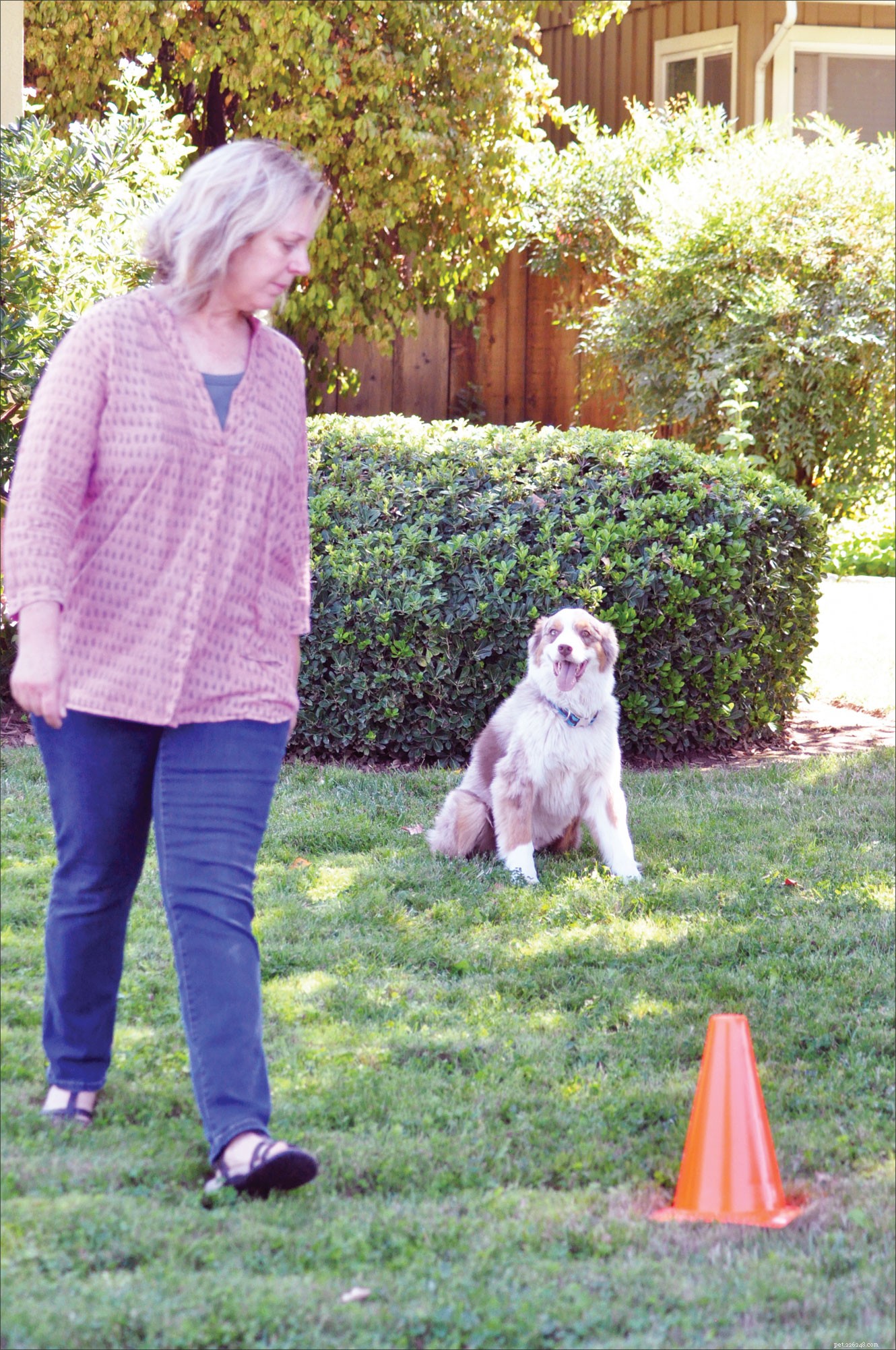 Master Dog Training: Harnessing the Power of Imitation