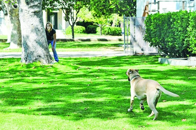 Effective Games to Instill a Reliable Recall in Your Dog