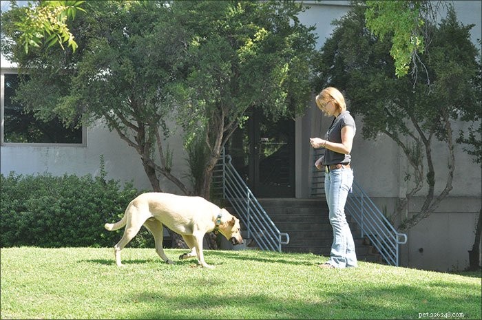 Effective Games to Instill a Reliable Recall in Your Dog