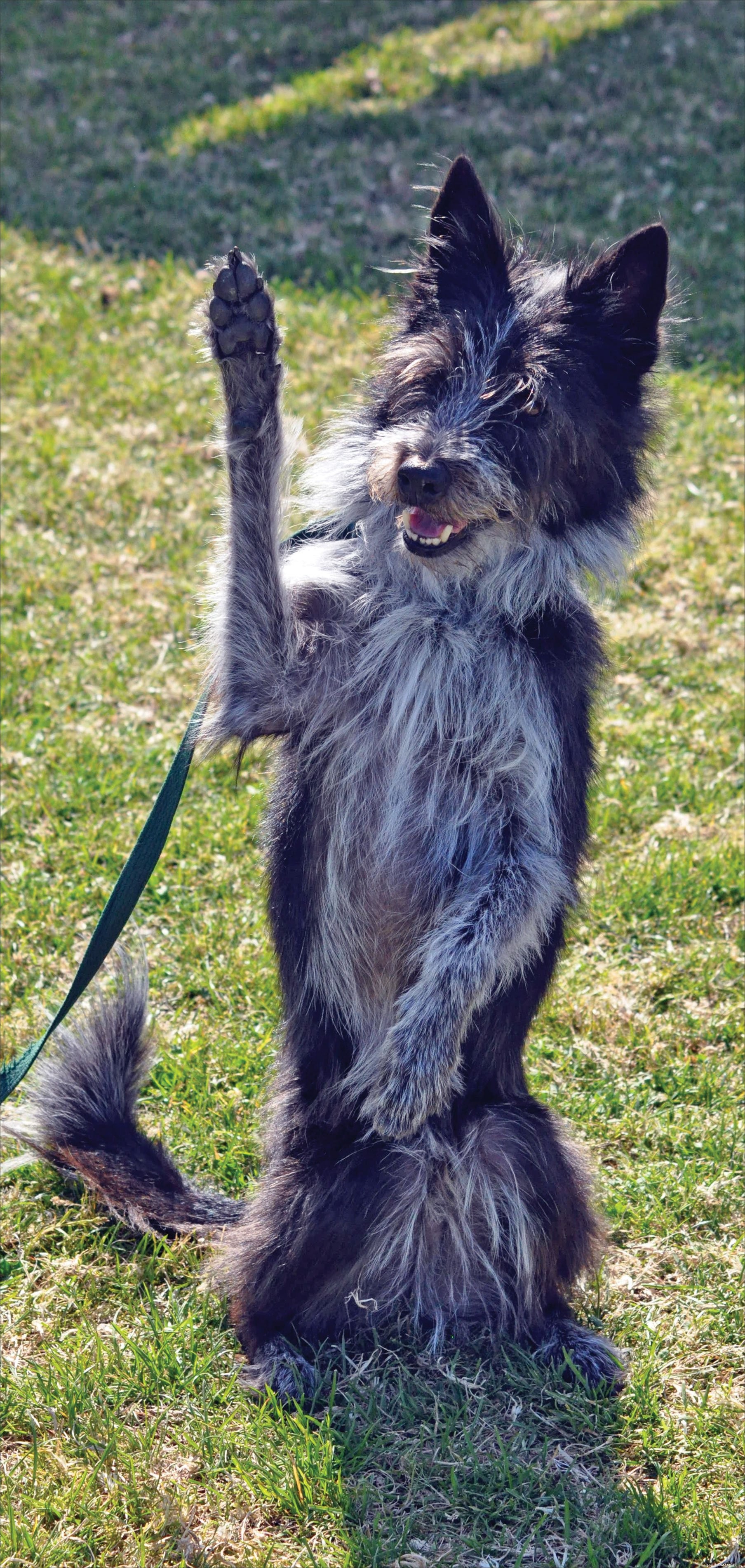 Effective Dog Training: Proven Techniques for Positive Behavior