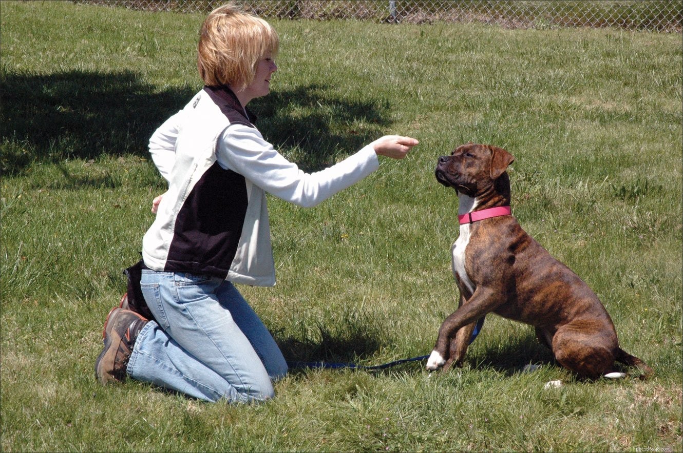 Effective Dog Training: Proven Techniques for Positive Behavior