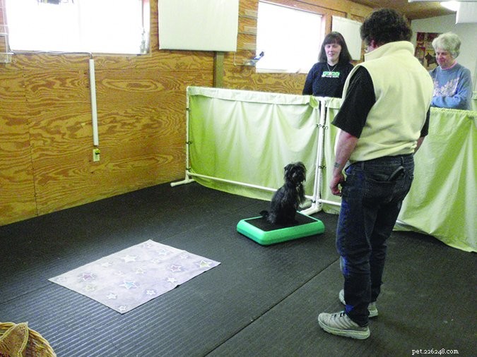 Effective Dog Training: Proven Techniques for Positive Behavior