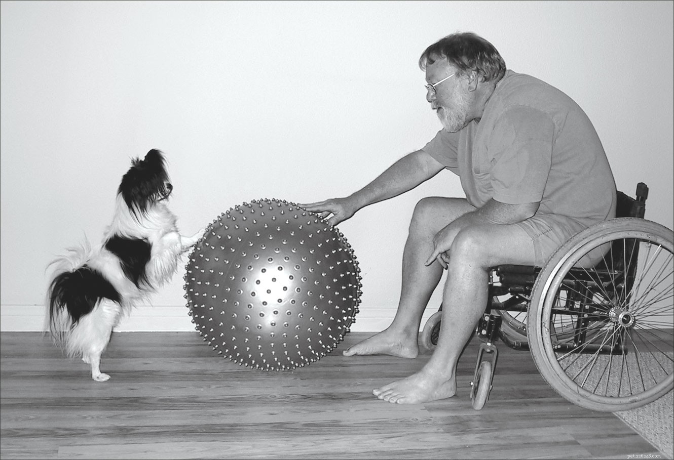Harness Your Dog’s Support: Boosting Physical Therapy Outcomes