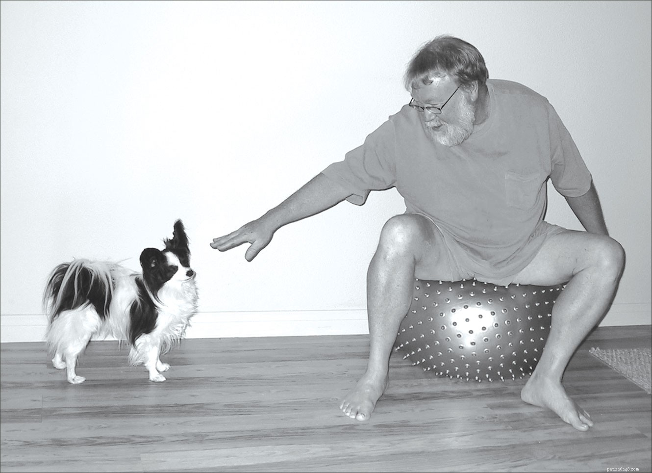 Harness Your Dog’s Support: Boosting Physical Therapy Outcomes