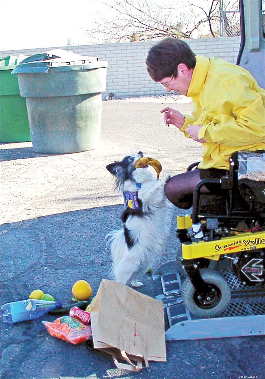 Effective Training Strategies to Raise a Well-Behaved Dog