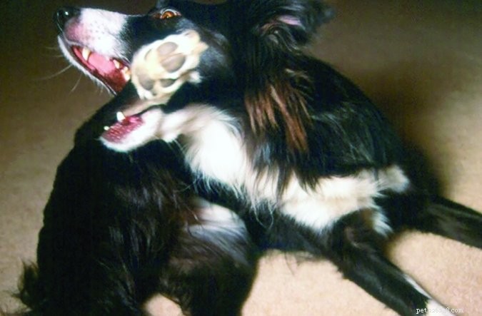 Effective Training Strategies to Raise a Well-Behaved Dog