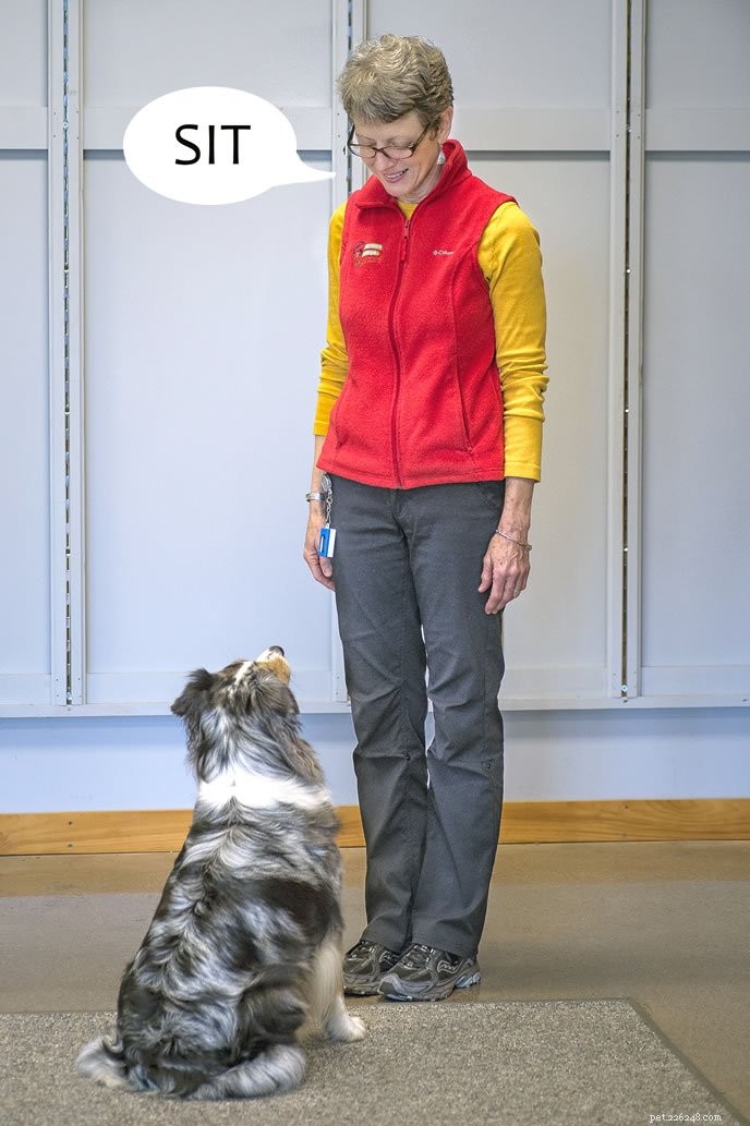 Master Your Dog’s Cues: Clear Training Tips for Better Communication