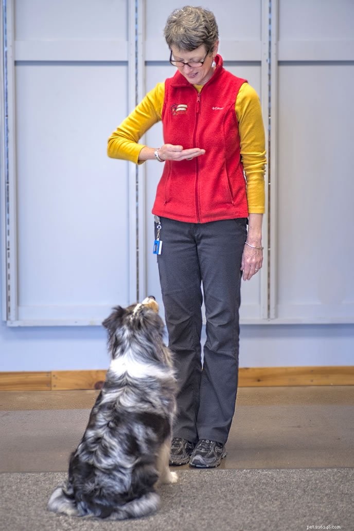 Master Your Dog’s Cues: Clear Training Tips for Better Communication
