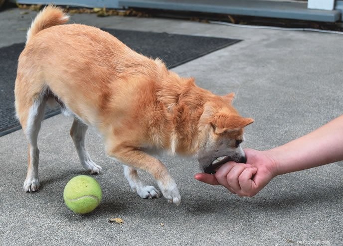 Teaching Your Dog the Trade Command: A Professional Guide to Safe Resource Sharing