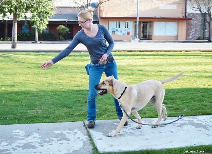Master the  Find It!  Trick to Replace Unwanted Behaviors in Your Dog