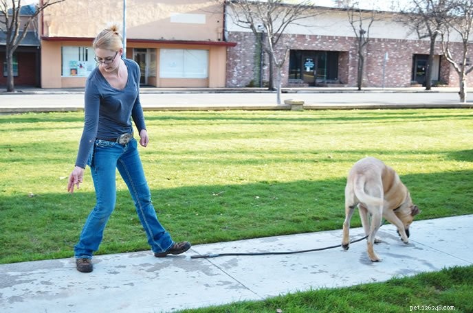 Master the  Find It!  Trick to Replace Unwanted Behaviors in Your Dog