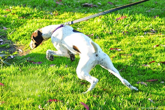 The Right Tool, The Right Time: Mastering Effective Dog Training