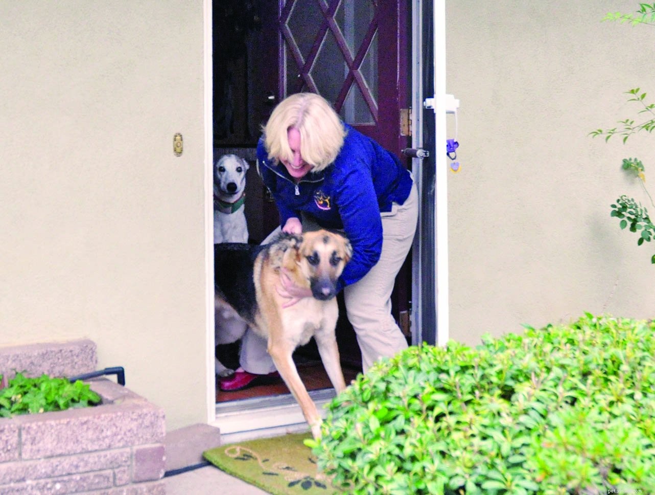 The Right Tool, The Right Time: Mastering Effective Dog Training