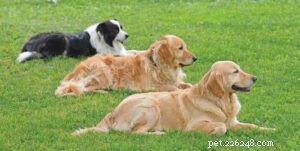 Master Dog Training: Expert Strategies for Effective Learning