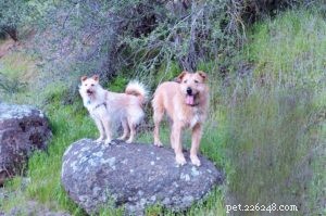 Master Dog Training: Expert Strategies for Effective Learning