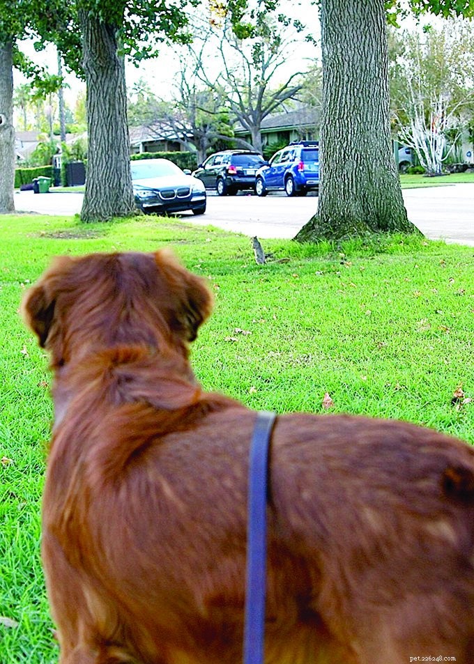 Mastering Dog Training: Fluency & Generalization for Consistent Performance