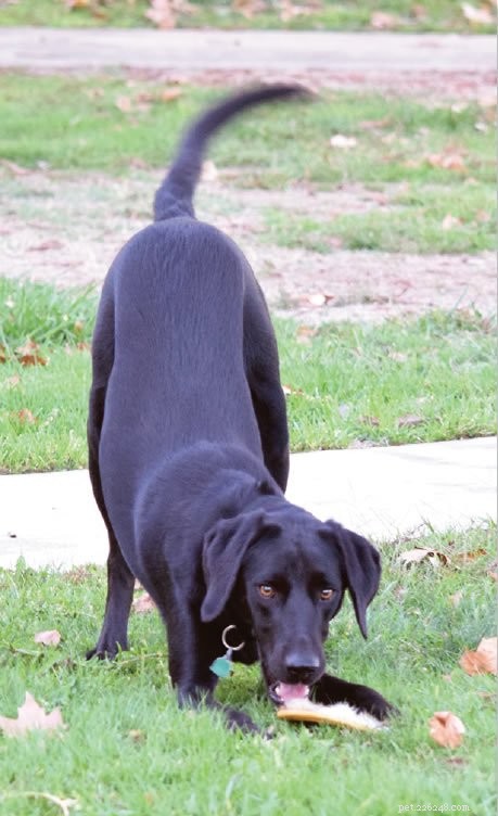 8 Proven Ways to Teach Your Dog to Play & Strengthen Your Bond