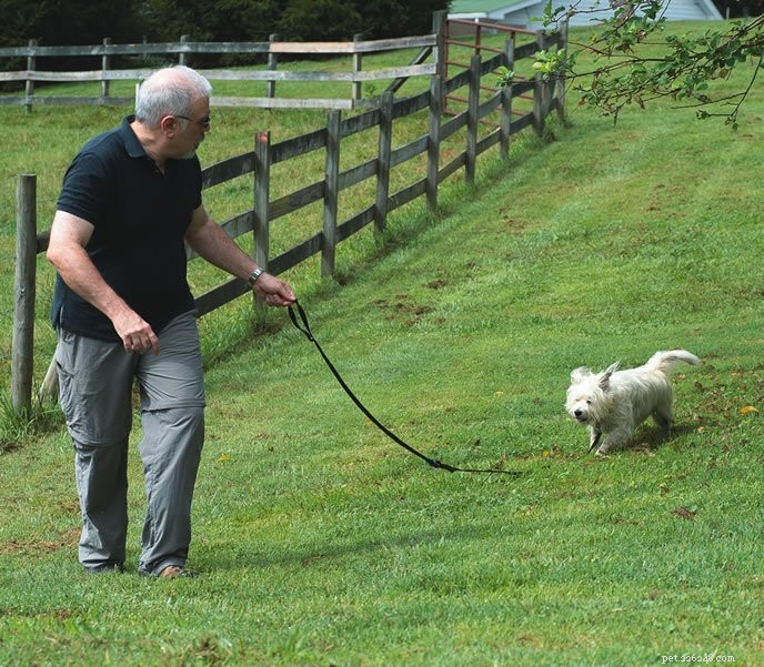 Rocket Recall: How I Trained My Dog to Return Instantly During Outdoor Socials