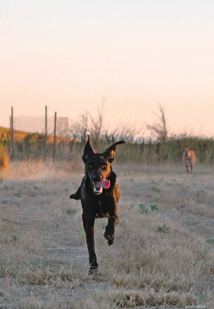 Rocket Recall: How I Trained My Dog to Return Instantly During Outdoor Socials