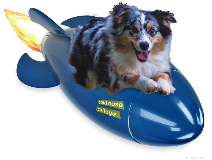 12 Proven Rules for Lightning-Fast Dog Recall