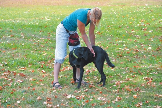 Top 9 Warm‑Up Games & Exercises to Prep Your Dog