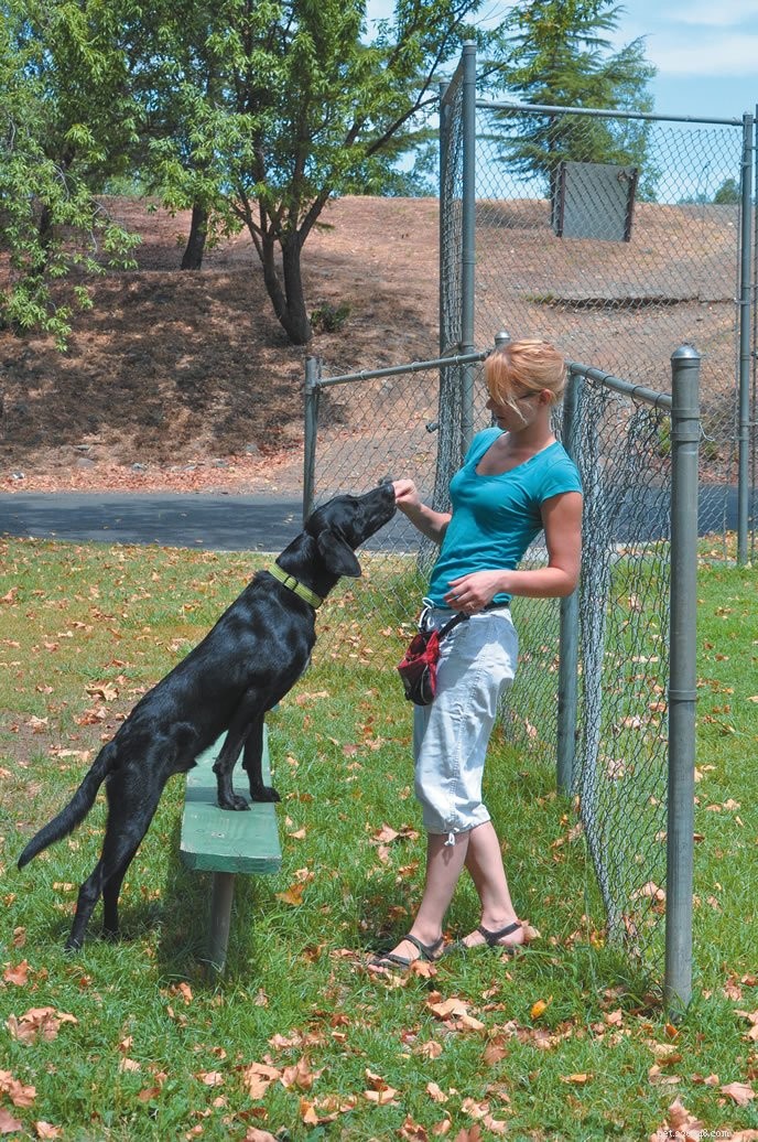 Top 9 Warm‑Up Games & Exercises to Prep Your Dog