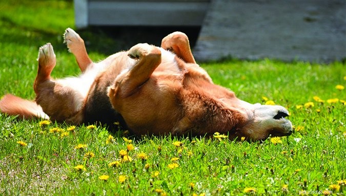 The Essential Guide to Your Dog s Training Needs