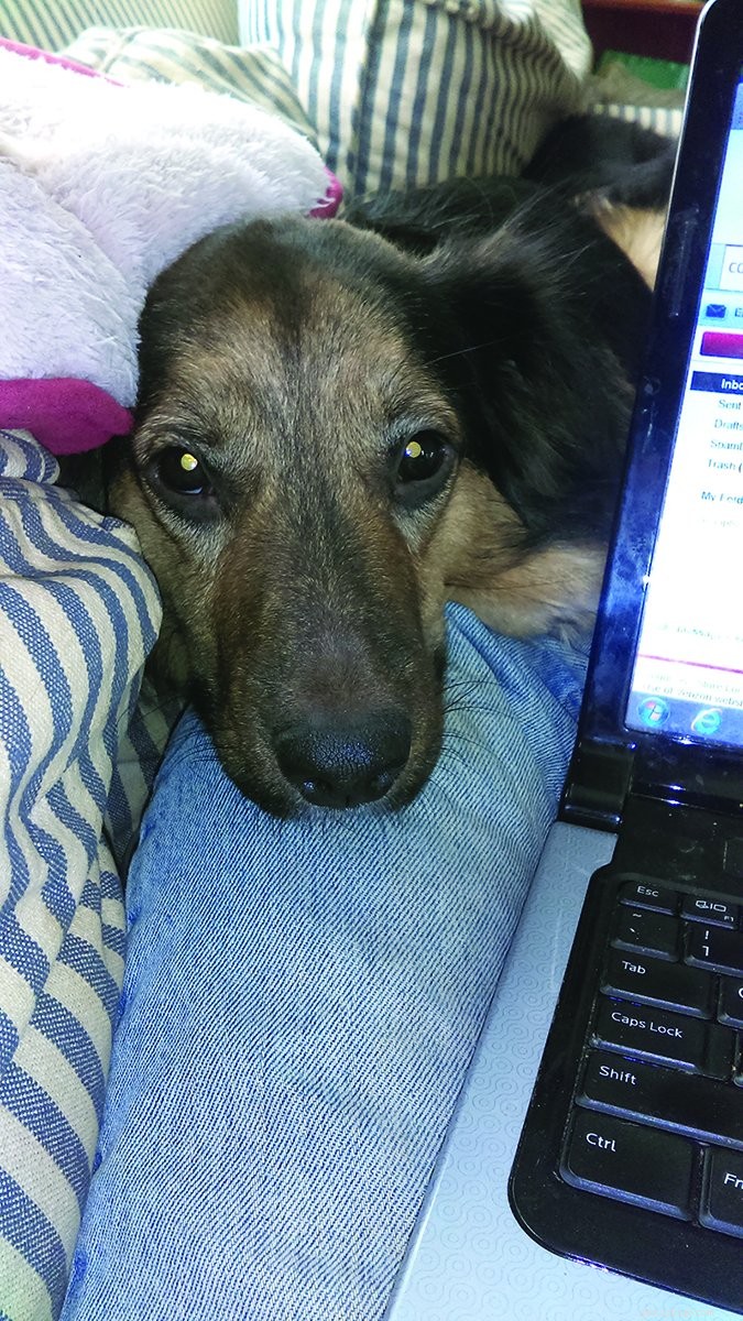 Beyond Sit and Stay: Unique Cues That Strengthen Your Dog s Communication