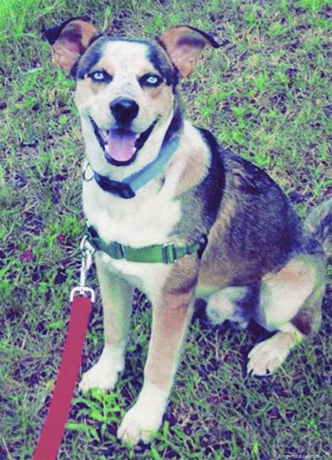 Inside Lunenburg Correctional Center’s Dog Training Program