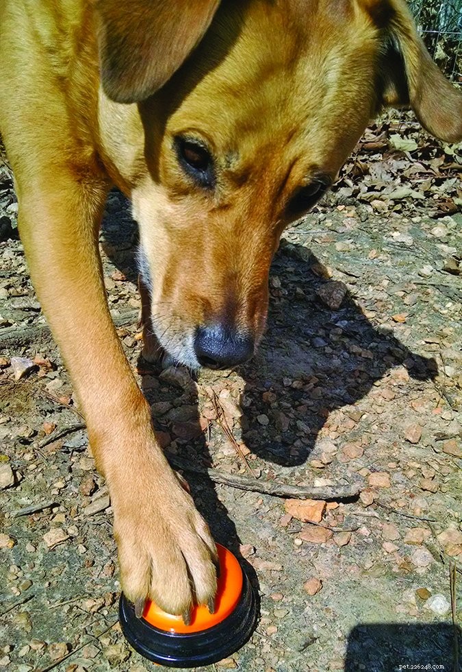 Discover Joyful Dog Training: Teach New Tricks with Positive Reinforcement
