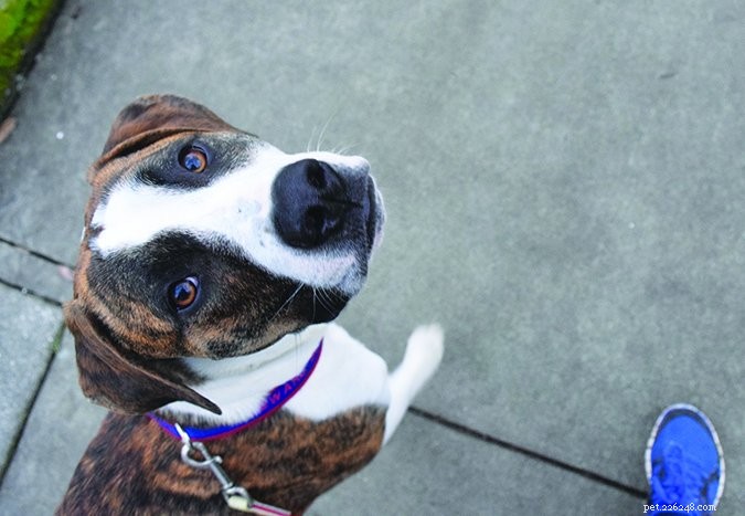 Teach Your Dog the  Check-In  Cue: A Step-by-Step Guide