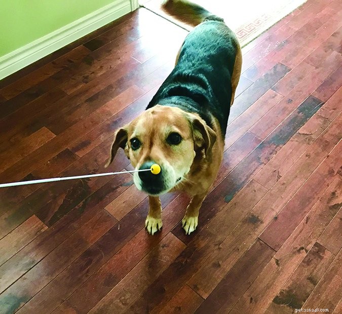 Master Dog Training: Shape Desired Behaviors Effectively