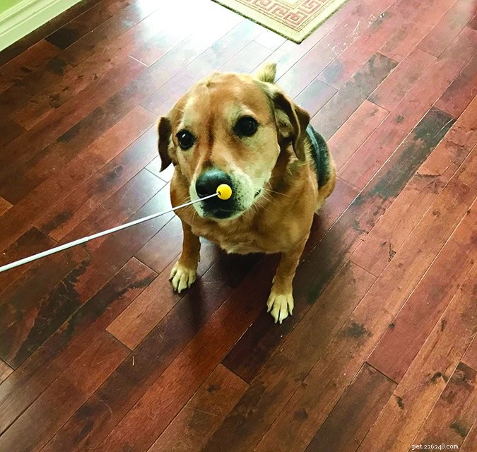 Master Dog Training: Shape Desired Behaviors Effectively