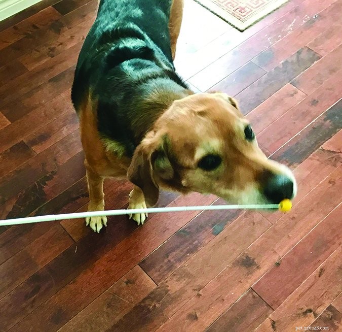 Master Dog Training: Shape Desired Behaviors Effectively