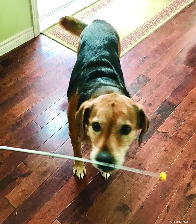Master Dog Training: Shape Desired Behaviors Effectively