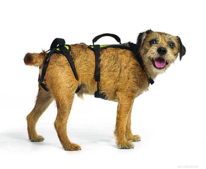Mobility Aids for Dogs with Arthritis & Injuries