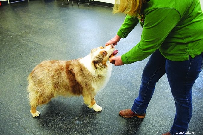Master Fetch: Train Your Dog to Love Retrieval Naturally