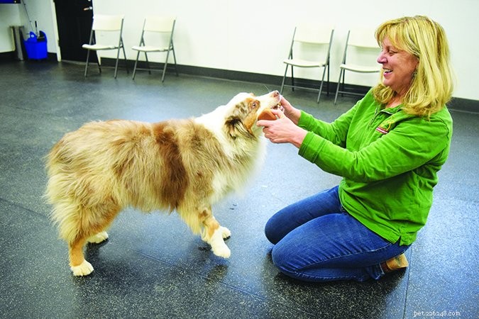 Master Fetch: Train Your Dog to Love Retrieval Naturally