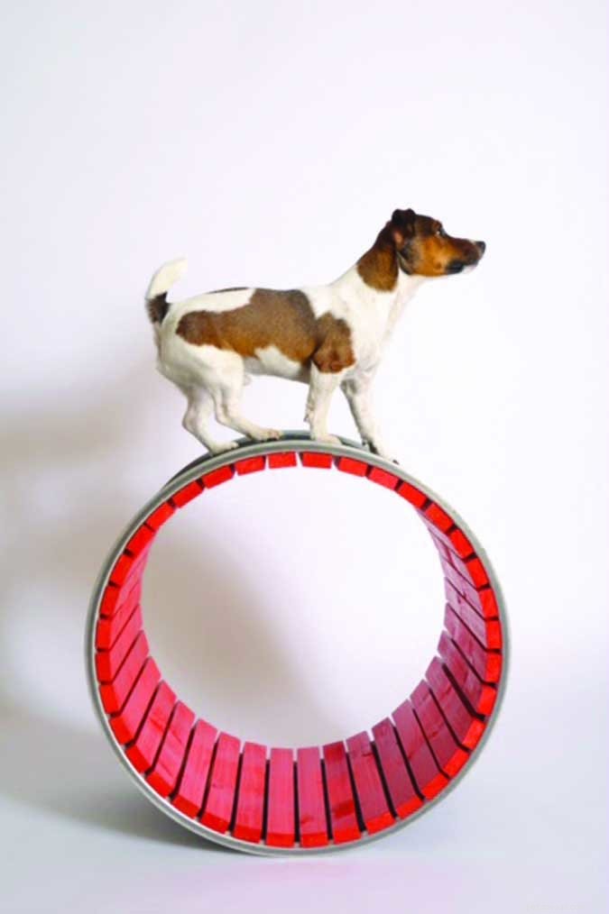 5 Proven Benefits of Trick Training for Your Dog