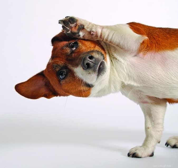 5 Proven Benefits of Trick Training for Your Dog