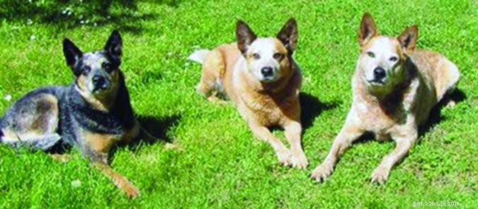 How Dogs Naturally Learn Helpful Cues on Their Own