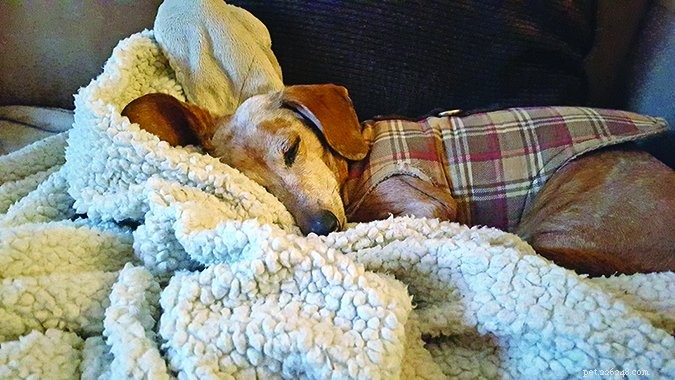 How Dogs Naturally Learn Helpful Cues on Their Own